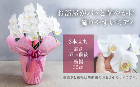 中村洋ランの胡蝶蘭 白色 3本立ちミディ胡蝶蘭