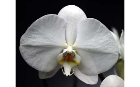 中村洋ランの胡蝶蘭　大輪　3本立ち　白 ／ 胡蝶蘭