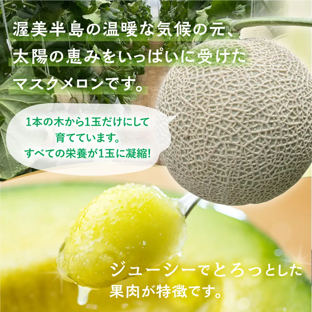 【先行予約-6月中旬～発送】マスクメロン 2玉 メロン マルカベジフル 
