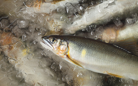 26-839．炭火でじっくり焼いた四万十川天然鮎の塩焼き４～６匹