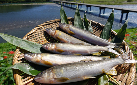 26-775．四万十川の天然鮎(小)500ｇ(約6～9匹)