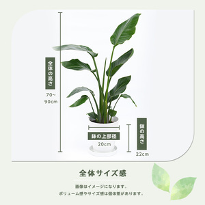 2026年4月上旬～発送【観葉植物】オーガスタ 70cm～90cm 鎌ヶ迫園芸場 IB086-013 観葉植物 植物 鉢付 インテリア 室内 オフィス おしゃれ プレゼント ギフト 開店祝い 移転祝い マイナスイオン 観葉植物 ※北海道・沖縄・離島配送不可