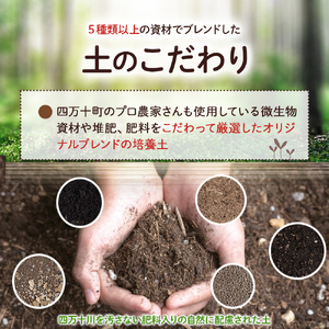 味と収穫量が違う、プロ仕様の培養土「四万十畑」２Lｘ２袋　Fis-A04 趣味 ガーデニング 家庭菜園 園芸 ベランダ菜園 プランター 種 種子 プロ仕様の肥料 培養土 畑 土造り 土壌改良 土づくり 土壌改良剤