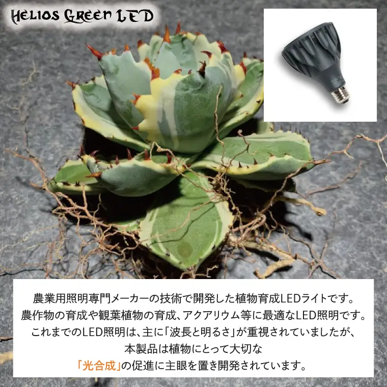 BN030　お部屋の癒し　観葉植物「アガベ（王妃甲蟹錦）」と植物育成ライト「ヘリオスグリーンLED（ブラック）」の2点セット