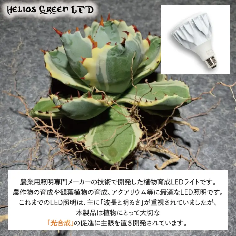 BN031　お部屋の癒し　観葉植物「アガベ（王妃甲蟹錦）」と植物育成ライト「ヘリオスグリーンLED（ホワイト）」の2点セット
