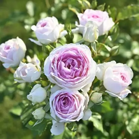 憧れのブランドローズ(バラ苗)7号鉢植え　1鉢_花・観葉植物 観葉植物・苗木  _【1428253】