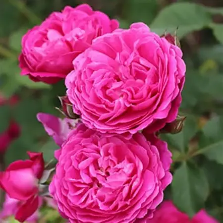 憧れのブランドローズ2鉢　バラ苗(7号鉢植え)_花・観葉植物 観葉植物・苗木  _【1428558】