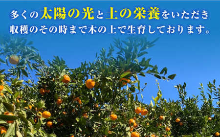 原口みかん 約5kg [CCZ004]  みかん