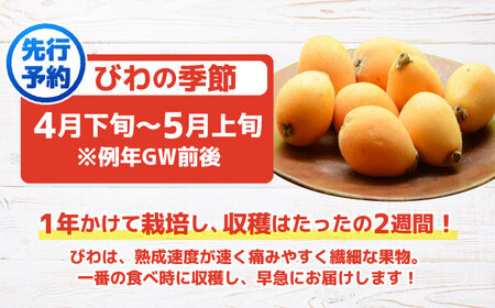 先行予約 びわ 1kg＜パッパラパー農園＞ [CFI002] びわ ビワ びわ