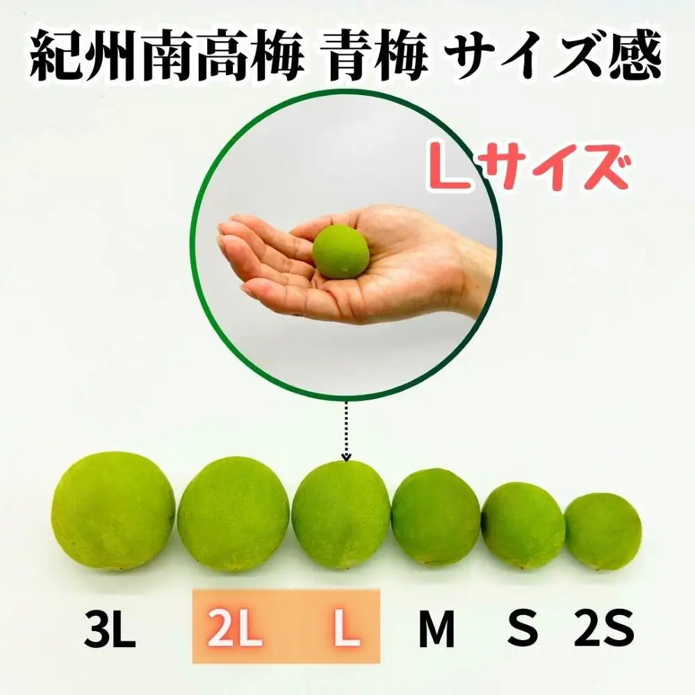 【2026年7月上旬～出荷予定】梅 冷凍 青梅 南高梅 5kg ( 1kg × 5袋) 秀品 2L or Lサイズ 和歌山県産 紀州有田  【みかんの会】