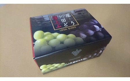JA信州うえだ「特産 ナガノパープル」2房（約900g以上）