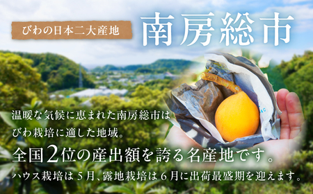 【2026年5月下旬～6月中旬発送予定】房州びわ(露地)12粒入2Lサイズ以上1箱 mi0010-0010