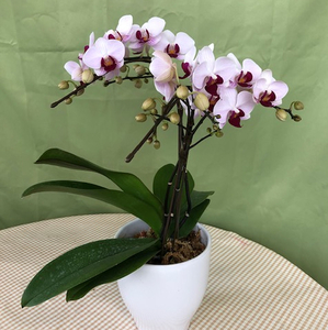 ミディ胡蝶蘭2本立 mi0013-0001 花 植物 4寸鉢 ｺﾝﾊﾟｸﾄｻｲｽﾞ お祝い ｷﾞﾌﾄ 贈答