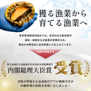 【先行受付 2026年5月～9月上旬発送予定】房州産天然黒あわび約1.1kg mi0014-0009