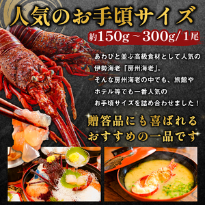 房州産天然伊勢えび　約2kg 海老 天然 海産物 海鮮 高級食材 贈答品 mi0014-0014