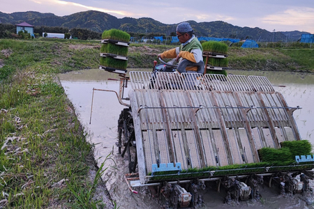 コシヒカリ白米2kg×2袋【2025年産】 mi0015-0001