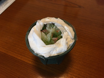 多肉植物「ハオルチア 3種セット」 mi0034-0002
