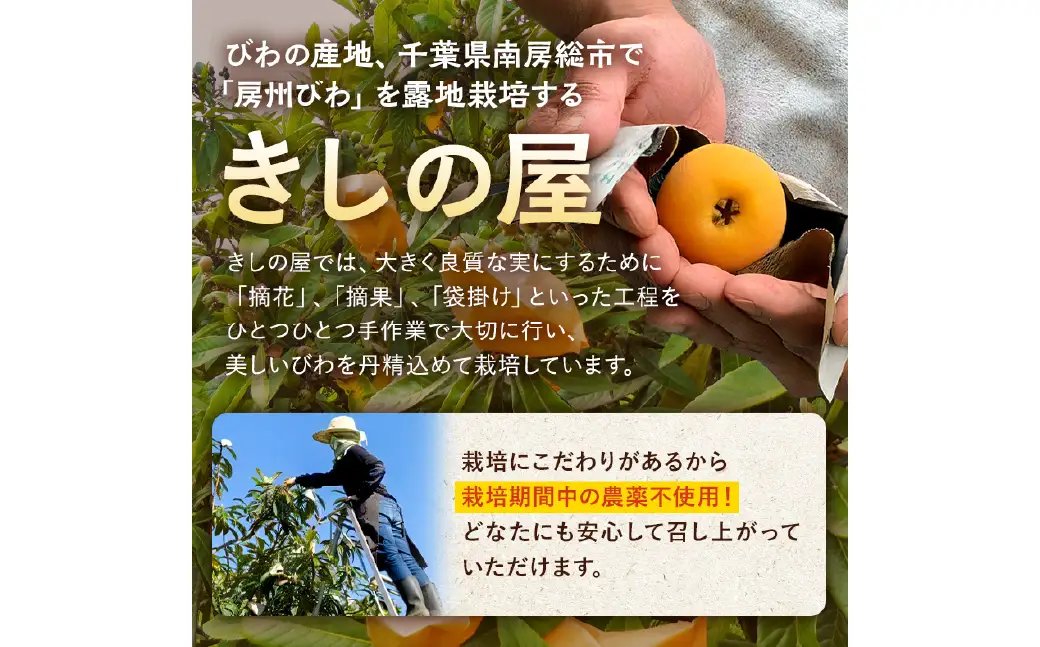 【先行受付 2026年5月下旬～6月下旬発送予定】房州びわ(露地栽培) 2L以上12ヶ入り 1箱 mi0038-0002 枇杷