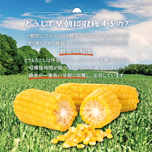 【先行受付 2026年6月中旬～7月下旬発送予定】トウモロコシ（イエローコーン、ホワイトコーンそれぞれ4～5本ずつ）計9本 mi0044-0001 とうもろこし