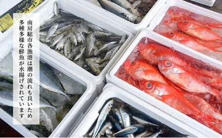 私達に任せてみませんか　南房総の旨い鮮魚直送便 mi0051-0004