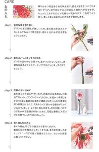 南房総産季節の生花2回定期便（2月：ダリア12本、7月：ひまわり20本） 花 植物 季節 ﾌﾗﾜｰ 花束 切り花 mi0070-0004