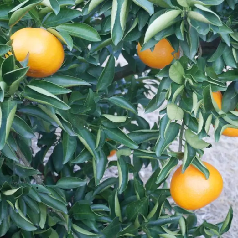 (訳あり・ご家庭用)一度は食べていただきたい「有田産のせとか」約5kg★2027年2月中旬頃より順次発送