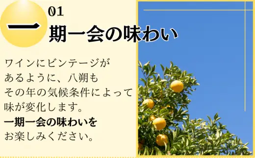  きみの八朔ジュース 180mL×6本 / 果汁 ジュース 八朔ジュース オレンジジュース  ドリンク セット 有機 無添加 100% 【kmf100-ha-6】