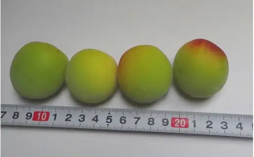 冷凍 南高梅 2Lサイズ 1.5kg (500g×3袋) 紀美野町産 / 梅 梅干し 梅ジャム 梅酒 梅シロップ 大粒 ※2026年7月上旬より順次発送【twn003C】