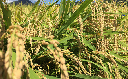 令和7年産 福井県若狭町 コシヒカリ （一等米） 5kg（神谷農園） 5kg×1袋 お米 ブランド米 銘柄米 ご飯 おにぎり お弁当 産地直送 和食 主食