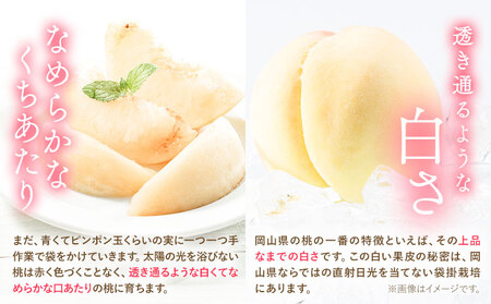 桃 岡山の桃 約1.3kg 白桃