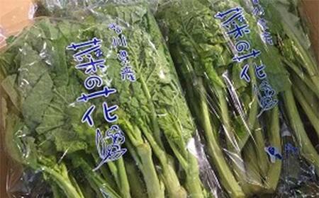 【先行予約2026年12月～2027年3月頃お届け】 菜の花 約2kg (10袋入り) なの花 菜の花 おひたし 天ぷら 炒め物 春 野菜 食品 名産 四国 F5J-925