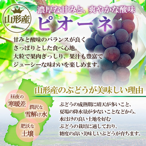 【ご家庭用】山形のピオーネ 優品 約2kg(2～6房)[9月お届け]【令和8年産先行予約】FS23-645 くだもの 果物 フルーツ 山形 山形県 山形市 2026年産