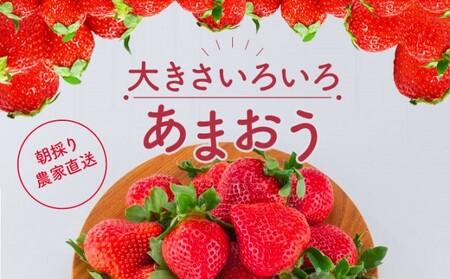 訳あり いちご 2027年2月下旬より発送 あまおう サイズ色々 8パック 約2.28kg 配送不可 離島 果物 フルーツ 福岡県特産 デザート おやつ 産地直送 