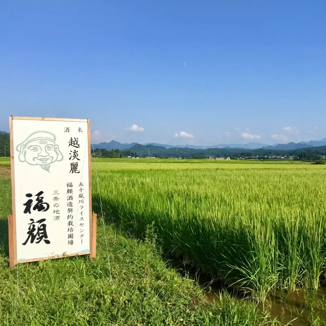 本醸造 福顔 1800ml×2本 化粧箱入 日本酒 一升瓶 [福顔酒造]【013S076】