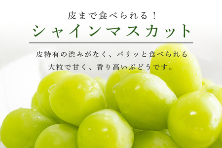 数量限定 期間限定 シャインマスカット 約2kg（2房～3房） ブドウ ぶどう 皮ごと食べられる ジューシー 果物 フルーツ くだもの ますかっと 白ぶどう 9月下旬～10月下旬順次発送予定 54-A