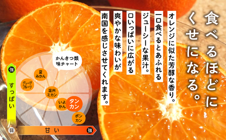《 先行予約 》種子島産 タンカン (ご家庭用)約2.5kg（12～18玉）【2027年2月中旬～3月中旬頃順次発送】【訳あり】【南種子町果樹部会】