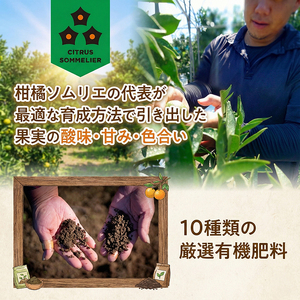【2027年2月下旬から順次発送】せとか B品 家庭用 2.5kg | セトカ みかん 蜜柑 柑橘 甘い 高級 果物 フルーツ おすすめ 人気 愛媛三大柑橘（ 紅まどんな せとか 甘平 ） 愛媛 松山【RNK0042】