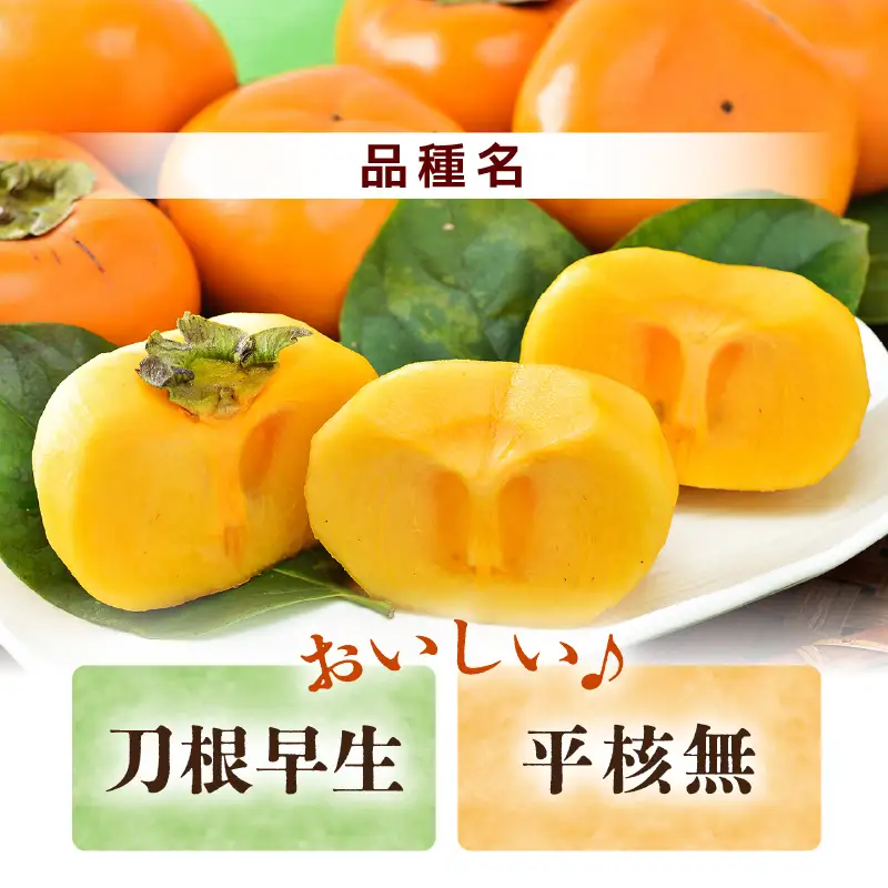 【先行予約】【種なし】 甘い！越前柿12個入り 脱渋済み 本場柿原郷で収穫 / かき フルーツ 福井県 あわら市 甘い 大きい柿 秋 旬 平核無柿 刀根早生柿 甘柿 シャキシャキ たねなし 果物 食物繊維 ビタミンC ※2026年10月中旬以降順次発送予定 [aw082-a001]
