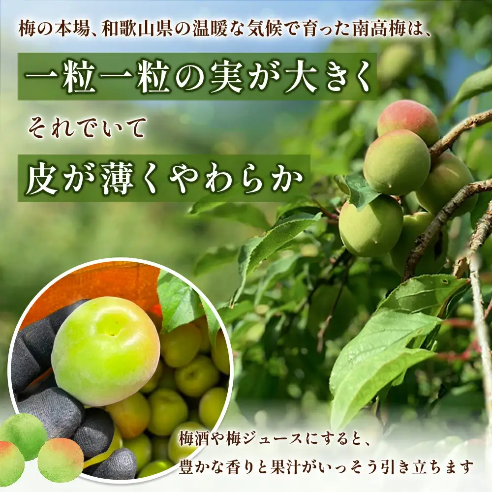 【期間限定・2026/6/5まで】 完熟梅 1kg ※2026年6月中旬から順次発送予定※ / 梅 完熟 うめ ウメ 南高梅 紀州南高梅 梅干 梅ジュース 梅酒 和歌山県 【nak020-1】