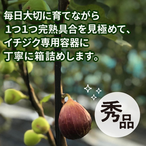 SDGs米糠循環農法で育てた樹上完熟イチジク秀品700g以上（サイズ混合12個）潰れにくいイチジク専用容器入り【産地直送2026年8月より順次出荷】_イチジク 秀品 700g以上 （サイズ混合12個） SDGs 米糠循環農法 樹上完熟 桝井ドーフィン イチジクケーキ ジャム ジェラート ドライフルーツ 潰れにくい 宙吊り包装 ギフト 酒見農産 福岡 久留米 送料無料 産地直送  〔Gv040〕