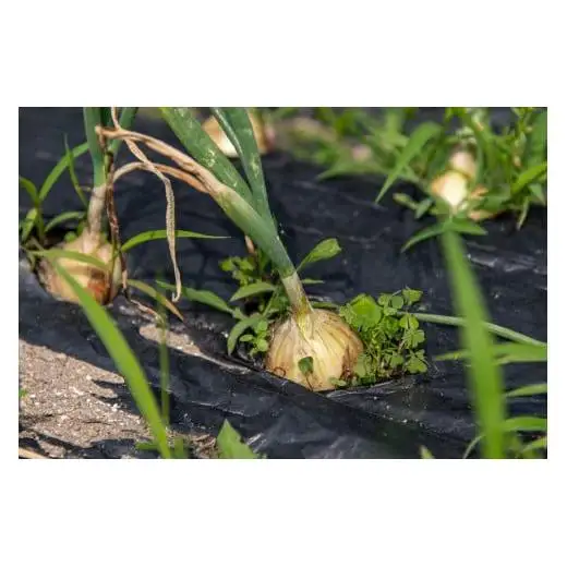 【最優秀賞受賞！甘味＆栄養】有機JAS認証の無農薬、チヨちゃんの野菜12ヶ月定期[962]