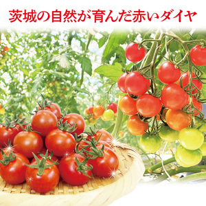 珊瑚トマト　3kg【野菜 トマト とまと ミニトマト みにとまと フルーツトマト 新鮮 リコピン ビタミン】（AX201）