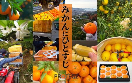 【2027年2月頃から順次発送】【甘平】約2.8ｋｇ（ご家庭用） みかん ブランド 柑橘 フルーツ 果物 愛媛 松山【PT037_x】