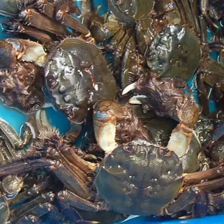 天然　モクズガニ(生冷凍)約1kg　活〆高鮮度3D急速冷凍品　兵庫県新温泉町　【配送不可地域：離島】【1433519】