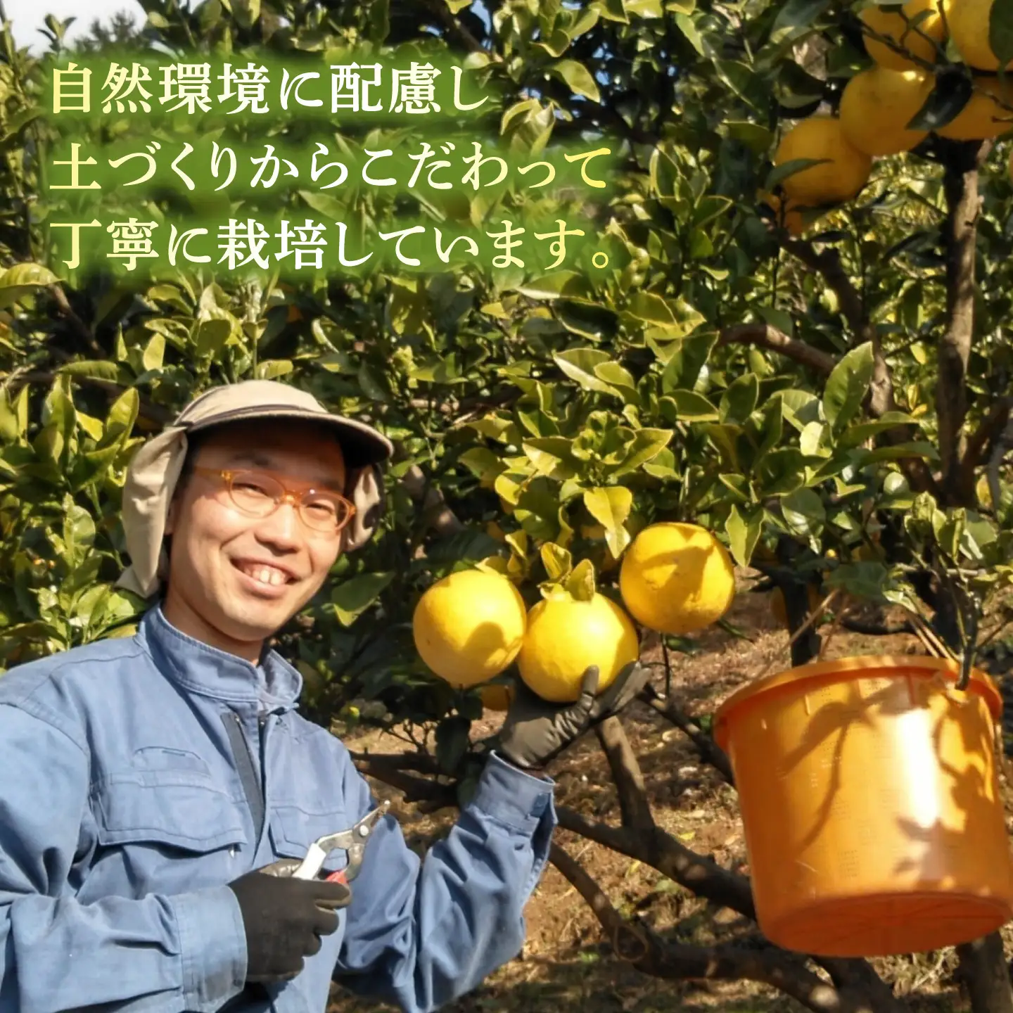 【先行予約】本場、高知県土佐市産！土佐水谷農園の露地土佐文旦 家庭用10キロ 10kg 大小混合（L～上限なし：16玉前後）〈2027年1月20日～発送〉 訳あり 文旦 柑橘 フルーツ【土佐水谷農園】 [BQBD004]