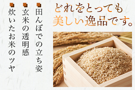【令和7年産 玄米 】 多良木町産 『くまさんの輝き』 30kg 10月中旬～発送 玄米 熊本県 たらぎ お米 米 艶 粘り 甘み うま味 やわらか 熊本のお米 30キロ 044-0598