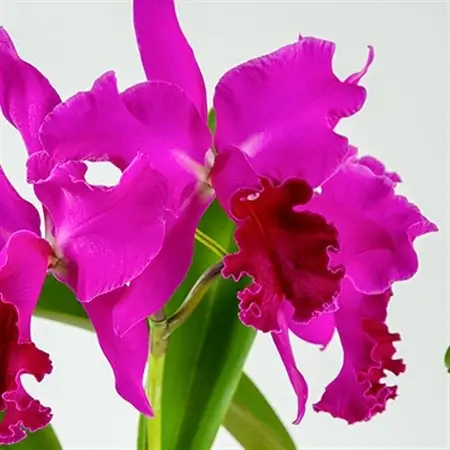 洋ラン　カトレア　3輪咲　鉢物_花・観葉植物  花 _【1435920】