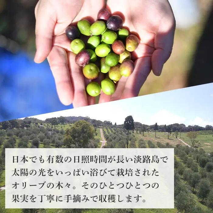 6本セット！「Virgin Valley 淡路阿利布」182ｇ（エキストラバージンオリーブオイル）【2025年度産】