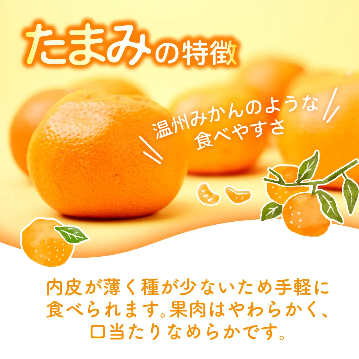 【先行受付】たまみ L～Sサイズ 2.5kg みかん