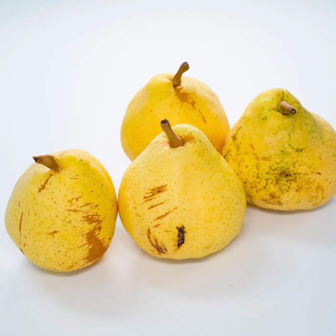 先行予約 洋梨 ル レクチェ 自家用 約2kg(5~7個) 新潟県産 ル・レクチェ 洋梨 小野里果樹園